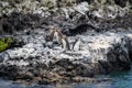 Penguins roost on the coast.Ecuado